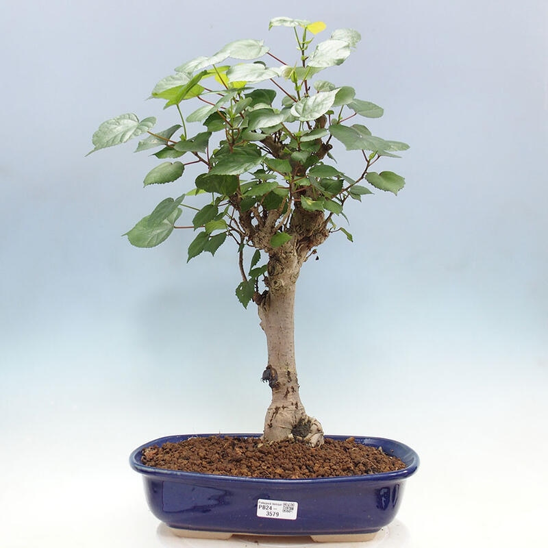 Pokojová bonsai - Hibiscus tiliaceus - Ibišek lípovitý, morský + kniha SUISEKI Zdarma