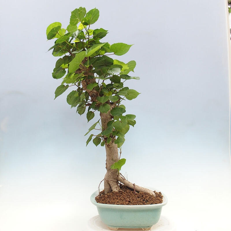 Pokojová bonsai - Hibiscus tiliaceus - Ibišek lípovitý, morský + kniha SUISEKI Zdarma