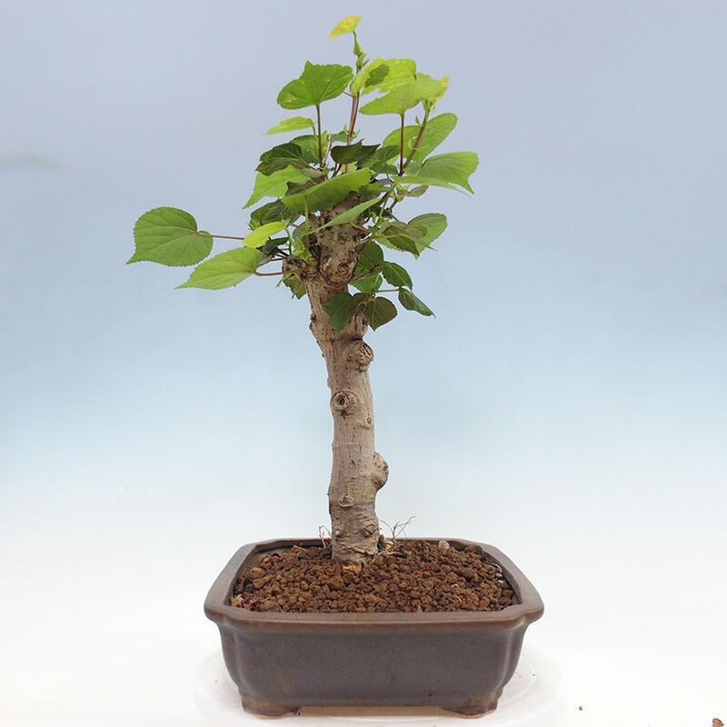 Pokojová bonsai - Hibiscus tiliaceus - Ibišek lípovitý, morský + kniha SUISEKI Zdarma