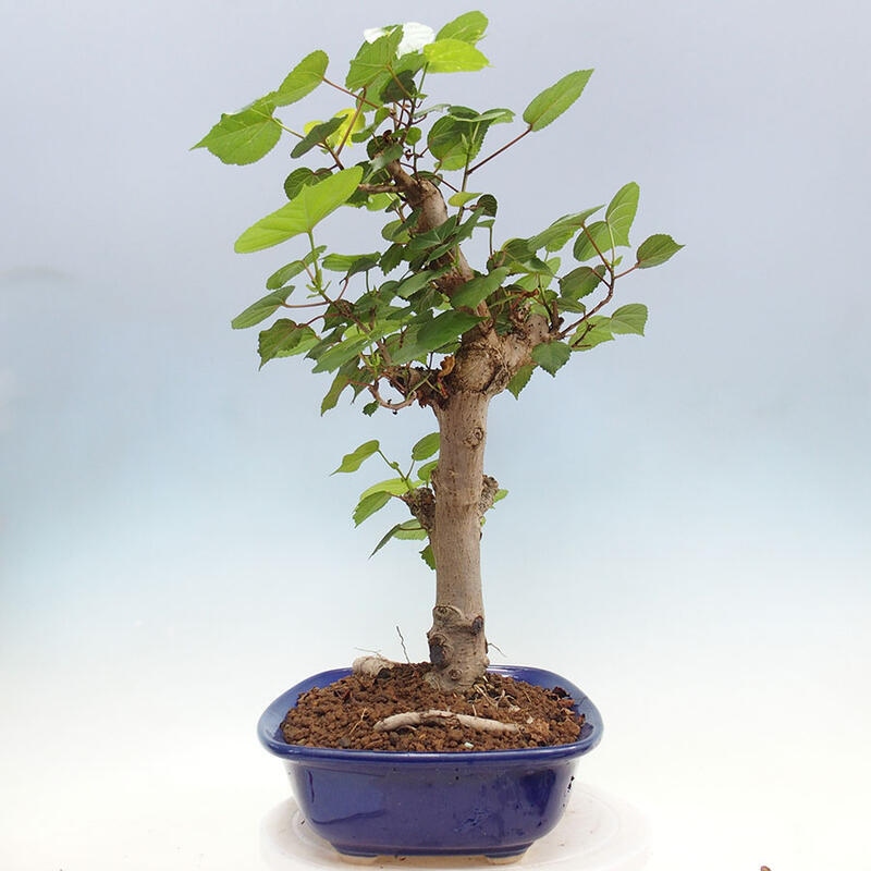 Pokojová bonsai - Hibiscus tiliaceus - Ibišek lípovitý, morský + kniha SUISEKI Zdarma