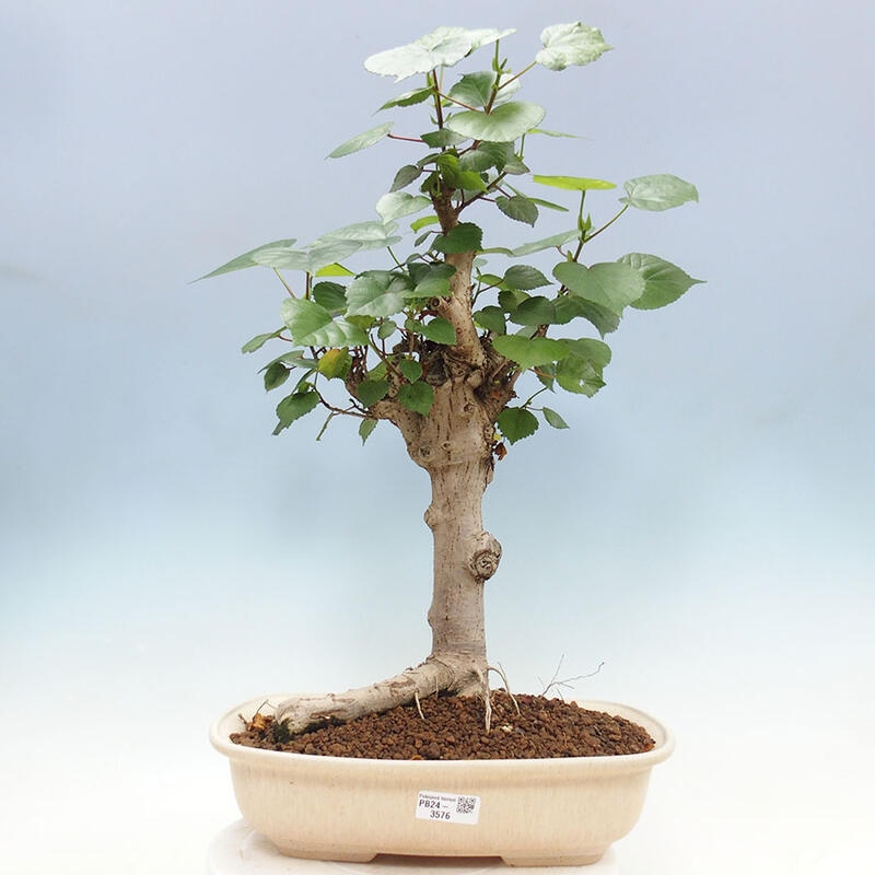 Pokojová bonsai - Hibiscus tiliaceus - Ibišek lípovitý, morský + kniha SUISEKI Zdarma