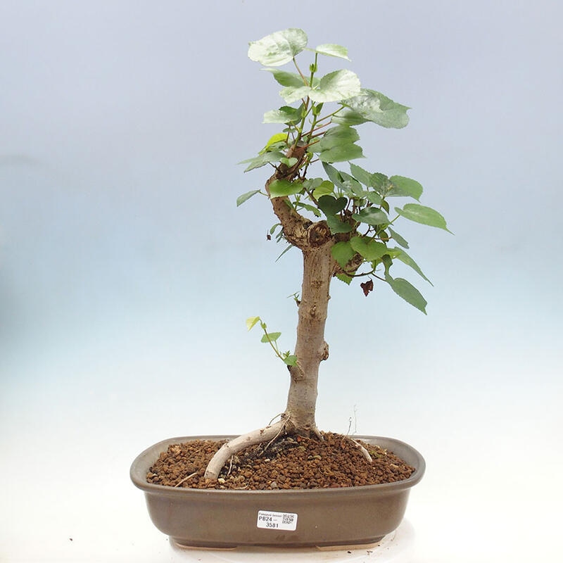 Pokojová bonsai - Hibiscus tiliaceus - Ibišek lípovitý, morský + kniha SUISEKI Zdarma