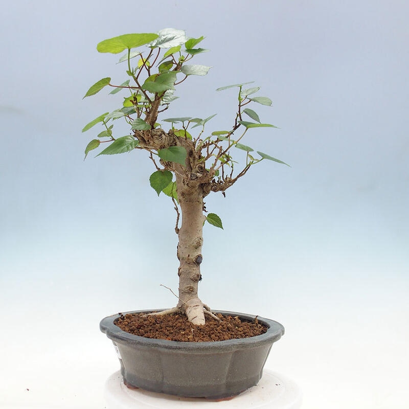 Pokojová bonsai - Hibiscus tiliaceus - Ibišek lípovitý, morský + kniha SUISEKI Zdarma