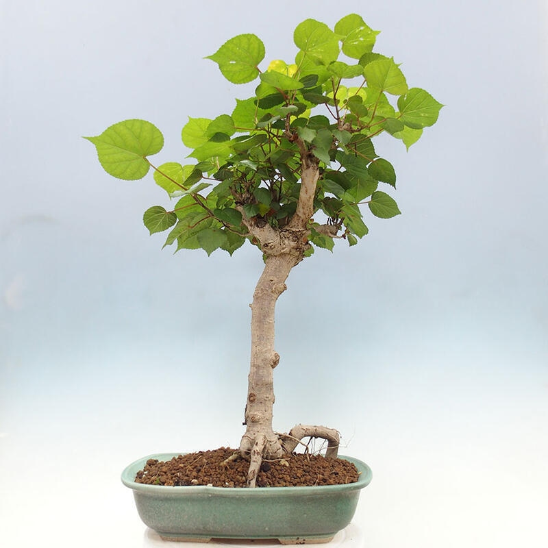 Pokojová bonsai - Hibiscus tiliaceus - Ibišek lípovitý, morský + kniha SUISEKI Zdarma