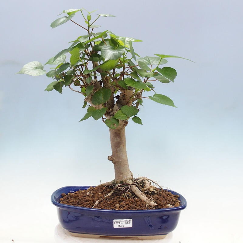 Pokojová bonsai - Hibiscus tiliaceus - Ibišek lípovitý, morský + kniha SUISEKI Zdarma