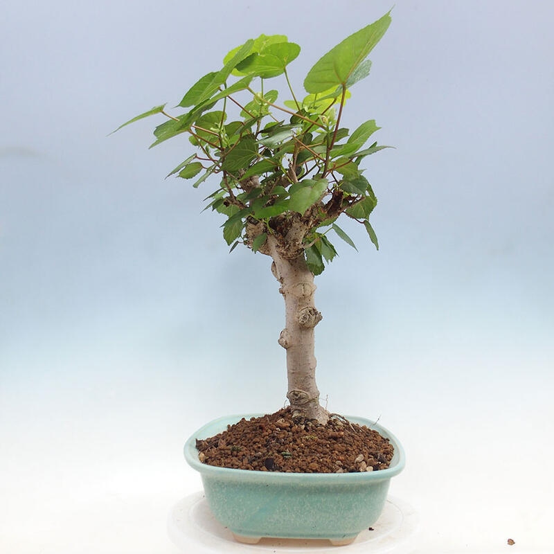 Pokojová bonsai - Hibiscus tiliaceus - Ibišek lípovitý, morský + kniha SUISEKI Zdarma