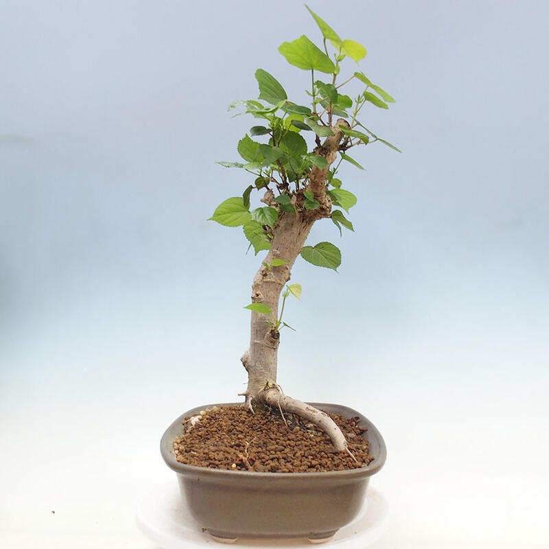 Pokojová bonsai - Hibiscus tiliaceus - Ibišek lípovitý, morský + kniha SUISEKI Zdarma