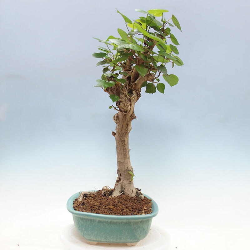 Pokojová bonsai - Hibiscus tiliaceus - Ibišek lípovitý, morský + kniha SUISEKI Zdarma