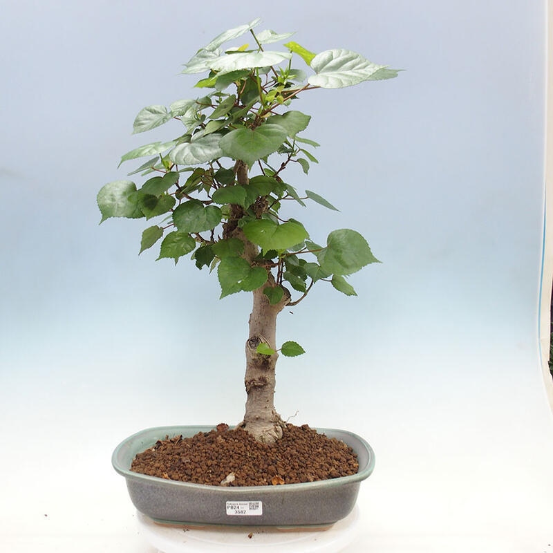 Pokojová bonsai - Hibiscus tiliaceus - Ibišek lípovitý, morský + kniha SUISEKI Zdarma