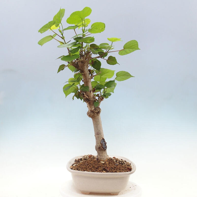 Pokojová bonsai - Hibiscus tiliaceus - Ibišek lípovitý, morský + kniha SUISEKI Zdarma