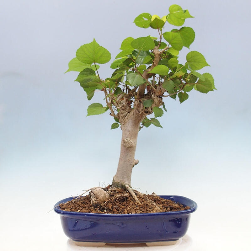 Pokojová bonsai - Hibiscus tiliaceus - Ibišek lípovitý, morský + kniha SUISEKI Zdarma