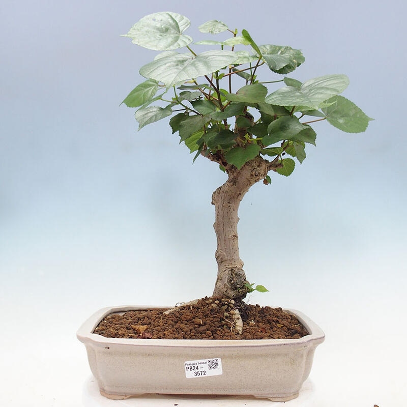 Pokojová bonsai - Hibiscus tiliaceus - Ibišek lípovitý, morský + kniha SUISEKI Zdarma