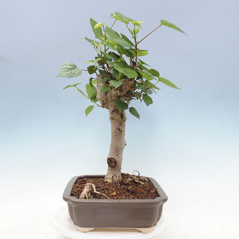 Pokojová bonsai - Hibiscus tiliaceus - Ibišek lípovitý, morský + kniha SUISEKI Zdarma