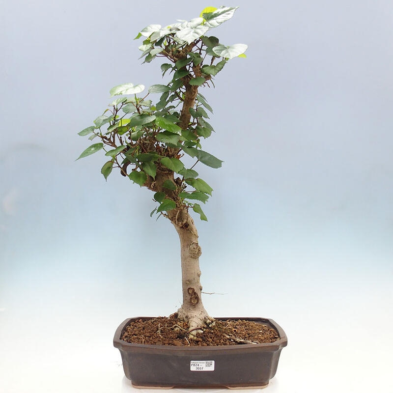 Pokojová bonsai - Hibiscus tiliaceus - Ibišek lípovitý, morský + kniha SUISEKI Zdarma