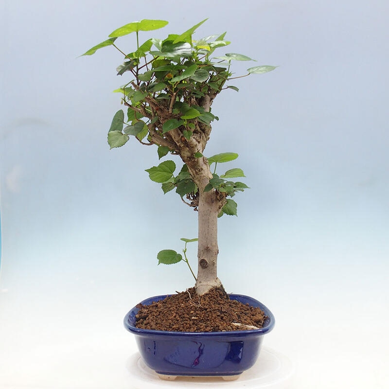 Pokojová bonsai - Hibiscus tiliaceus - Ibišek lípovitý, morský + kniha SUISEKI Zdarma