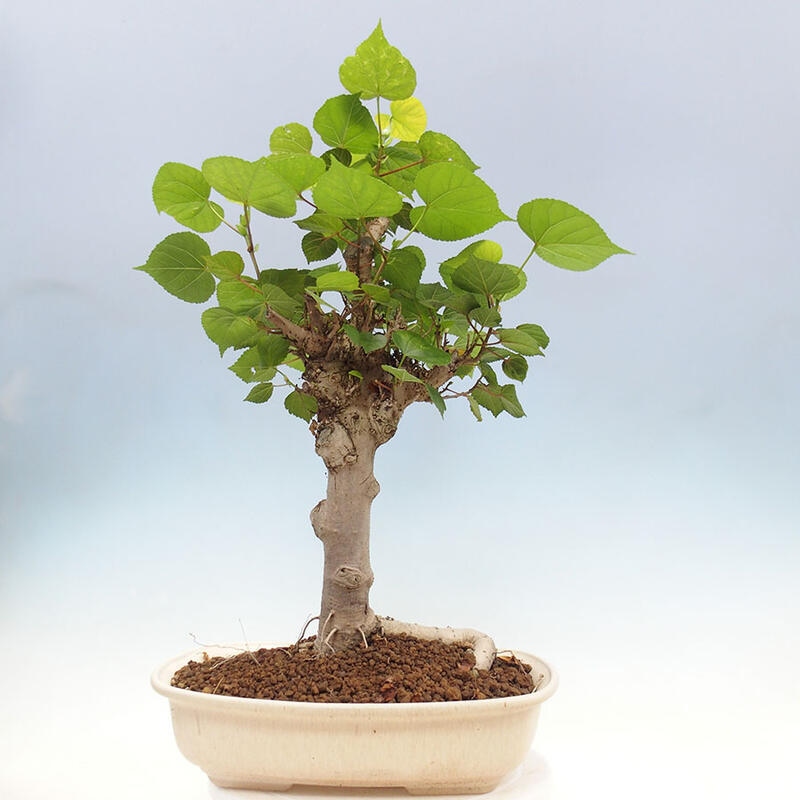 Pokojová bonsai - Hibiscus tiliaceus - Ibišek lípovitý, morský + kniha SUISEKI Zdarma