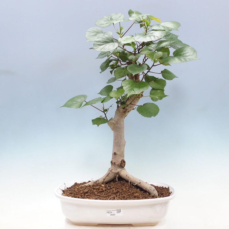 Pokojová bonsai - Hibiscus tiliaceus - Ibišek lípovitý, morský + kniha SUISEKI Zdarma