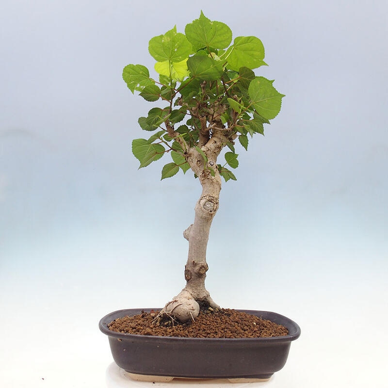 Pokojová bonsai - Hibiscus tiliaceus - Ibišek lípovitý, morský + kniha SUISEKI Zdarma