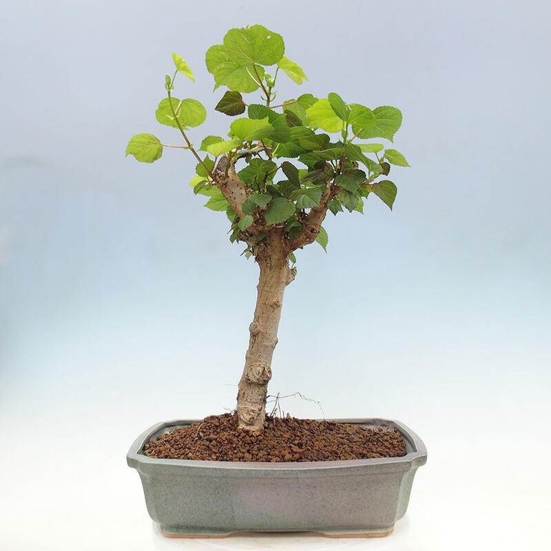 Pokojová bonsai - Hibiscus tiliaceus - Ibišek lípovitý, morský + kniha SUISEKI Zdarma