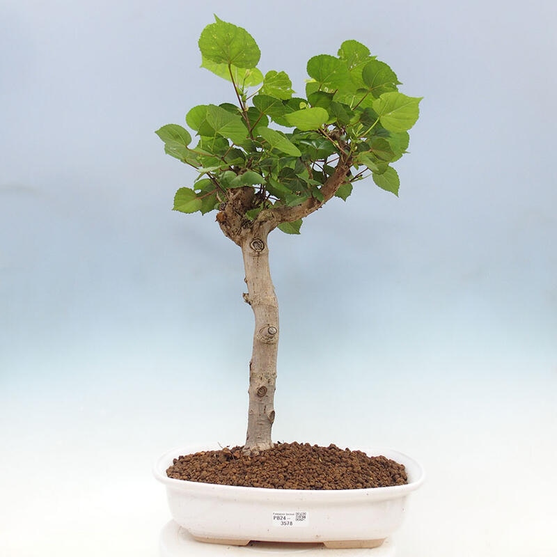 Pokojová bonsai - Hibiscus tiliaceus - Ibišek lípovitý, morský + kniha SUISEKI Zdarma