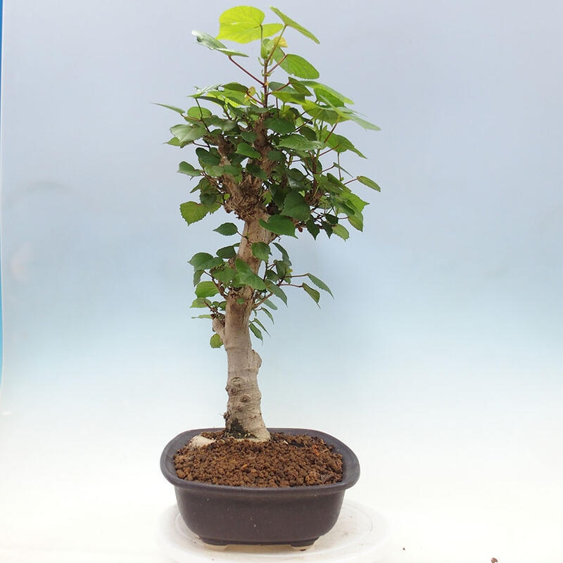 Pokojová bonsai - Hibiscus tiliaceus - Ibišek lípovitý, morský + kniha SUISEKI Zdarma