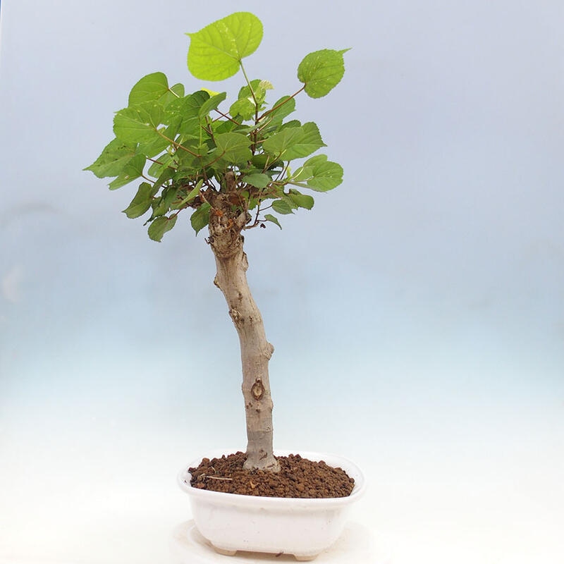 Pokojová bonsai - Hibiscus tiliaceus - Ibišek lípovitý, morský + kniha SUISEKI Zdarma