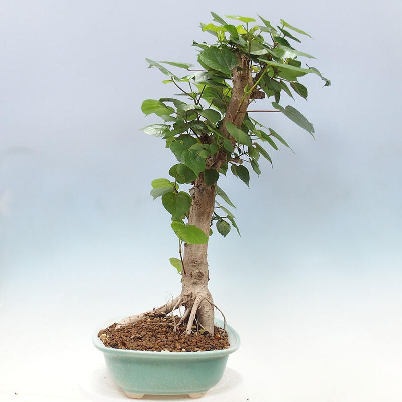 Pokojová bonsai - Hibiscus tiliaceus - Ibišek lípovitý, morský + kniha SUISEKI Zdarma