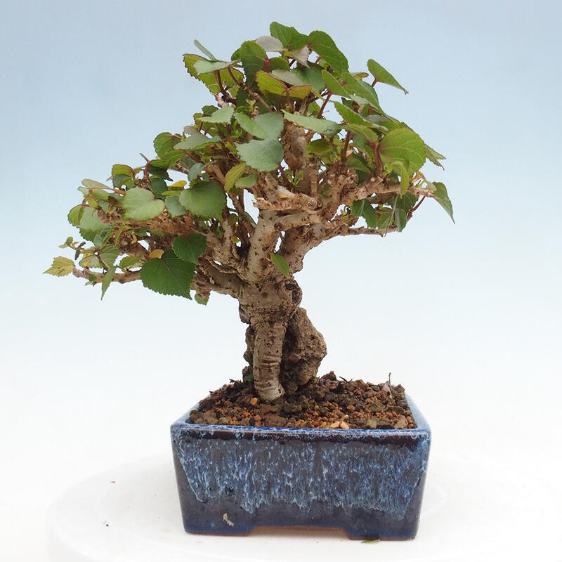 Pokojová bonsai - Hibiscus tiliaceus - Ibišek lípovitý, morský