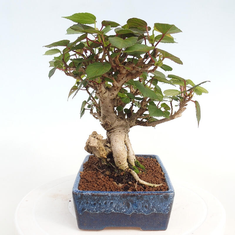 Pokojová bonsai - Hibiscus tiliaceus - Ibišek lípovitý, morský