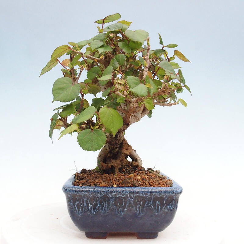 Pokojová bonsai - Hibiscus tiliaceus - Ibišek lípovitý, morský