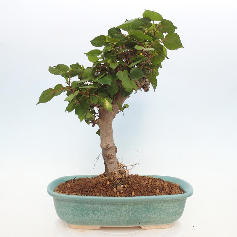 Pokojová bonsai - Hibiscus tiliaceus - Ibišek lípovitý, morský