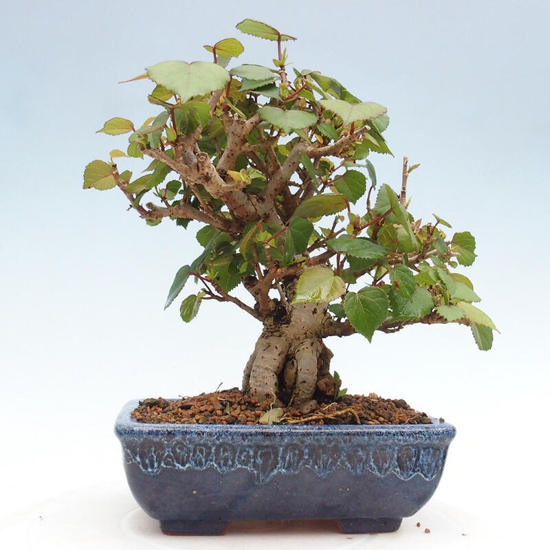 Pokojová bonsai - Hibiscus tiliaceus - Ibišek lípovitý, morský