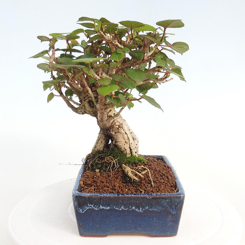 Pokojová bonsai - Hibiscus tiliaceus - Ibišek lípovitý, morský