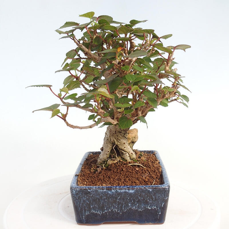 Pokojová bonsai - Hibiscus tiliaceus - Ibišek lípovitý, morský