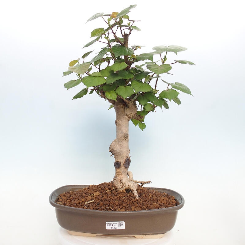 Pokojová bonsai - Hibiscus tiliaceus - Ibišek lípovitý, morský