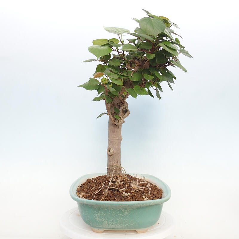 Pokojová bonsai - Hibiscus tiliaceus - Ibišek lípovitý, morský