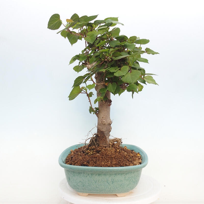 Pokojová bonsai - Hibiscus tiliaceus - Ibišek lípovitý, morský