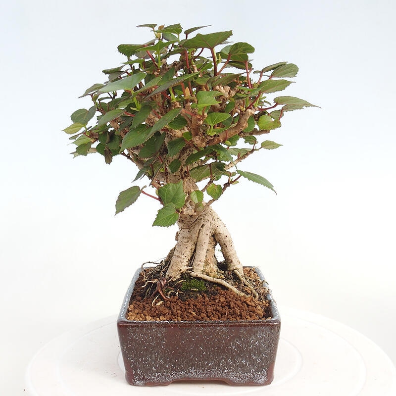 Pokojová bonsai - Hibiscus tiliaceus - Ibišek lípovitý, morský