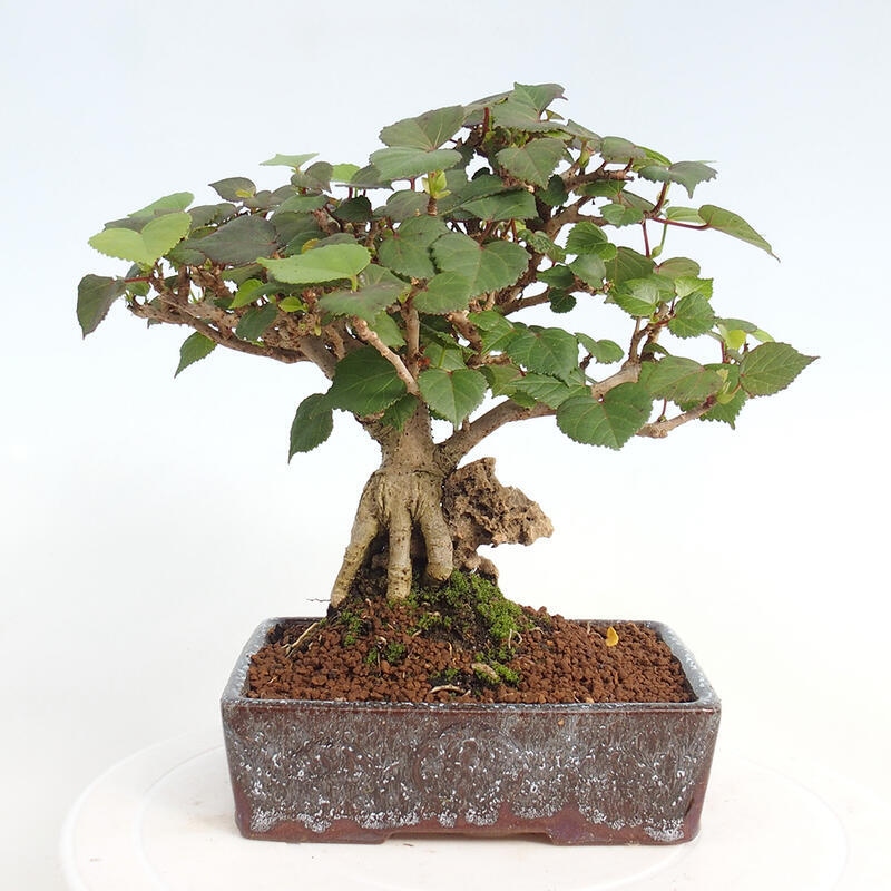 Pokojová bonsai - Hibiscus tiliaceus - Ibišek lípovitý, morský