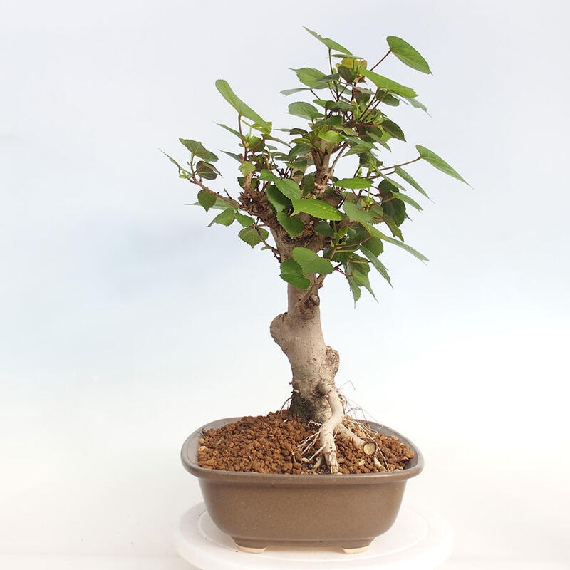 Pokojová bonsai - Hibiscus tiliaceus - Ibišek lípovitý, morský