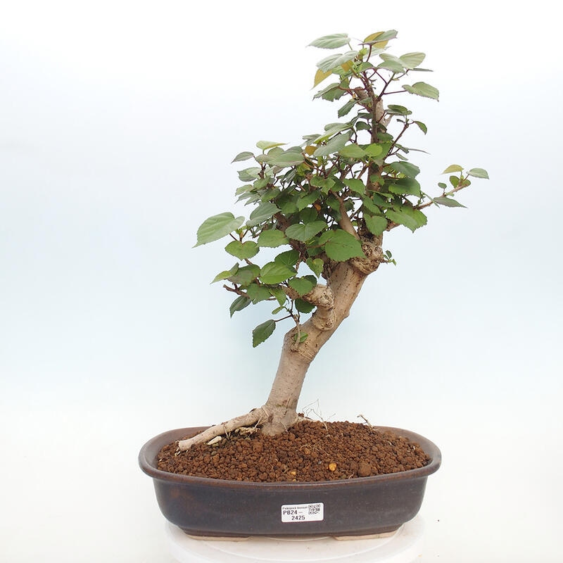 Pokojová bonsai - Hibiscus tiliaceus - Ibišek lípovitý, morský