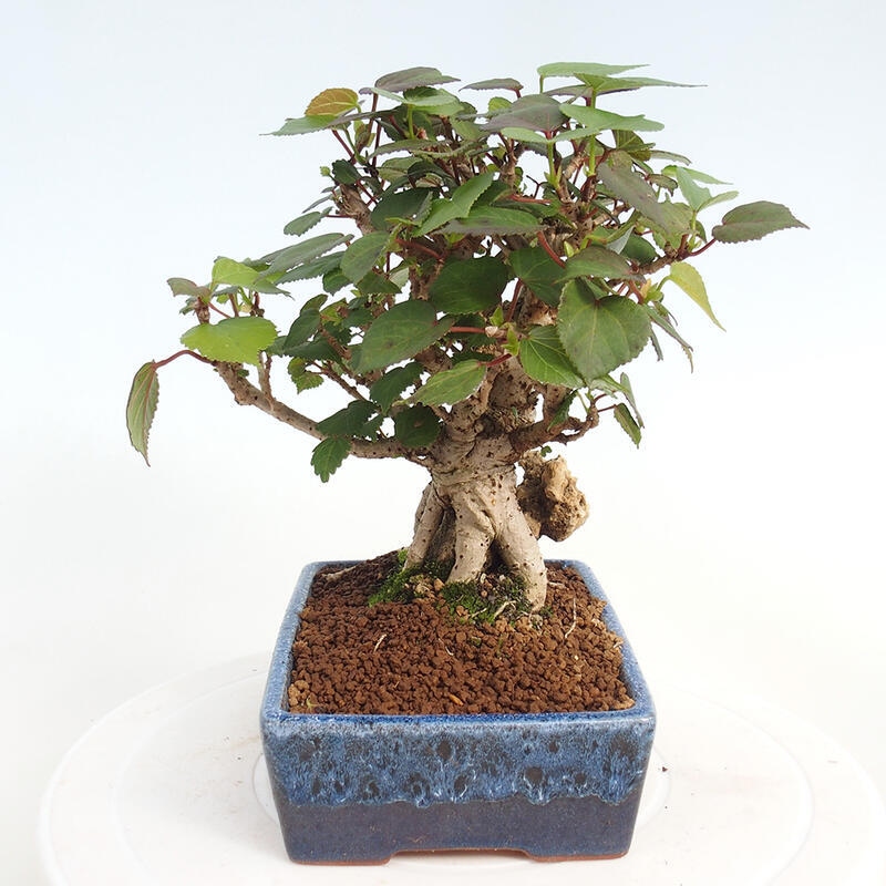 Pokojová bonsai - Hibiscus tiliaceus - Ibišek lípovitý, morský