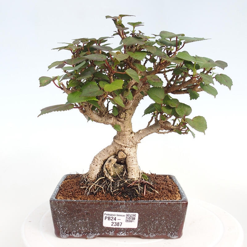 Pokojová bonsai - Hibiscus tiliaceus - Ibišek lípovitý, morský