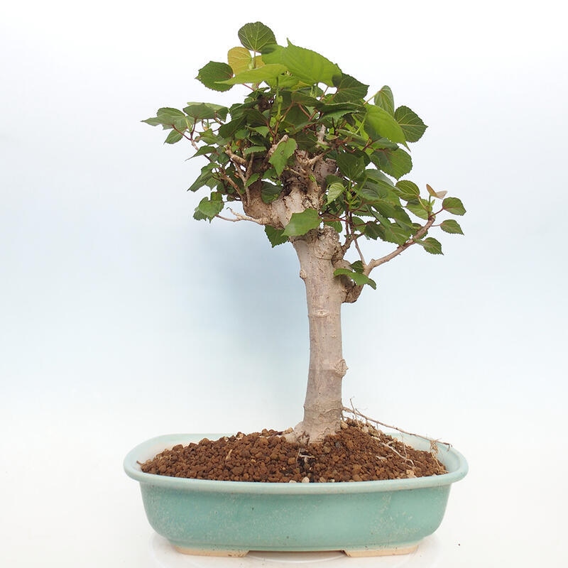 Pokojová bonsai - Hibiscus tiliaceus - Ibišek lípovitý, morský