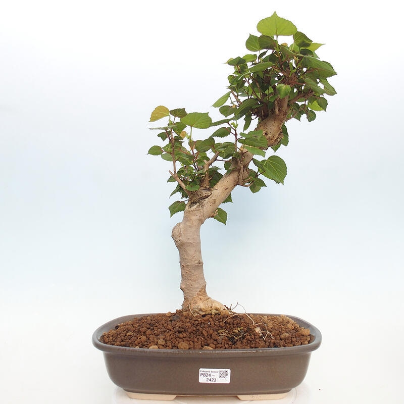 Pokojová bonsai - Hibiscus tiliaceus - Ibišek lípovitý, morský