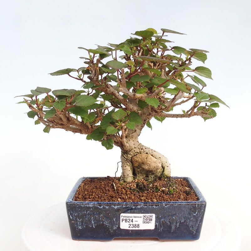 Pokojová bonsai - Hibiscus tiliaceus - Ibišek lípovitý, morský