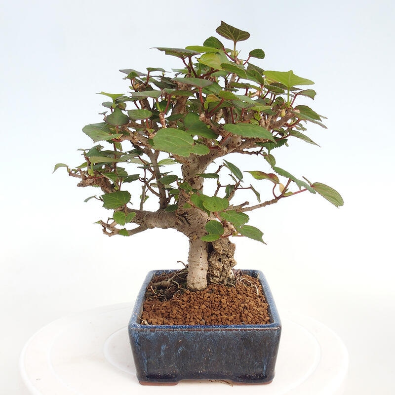 Pokojová bonsai - Hibiscus tiliaceus - Ibišek lípovitý, morský