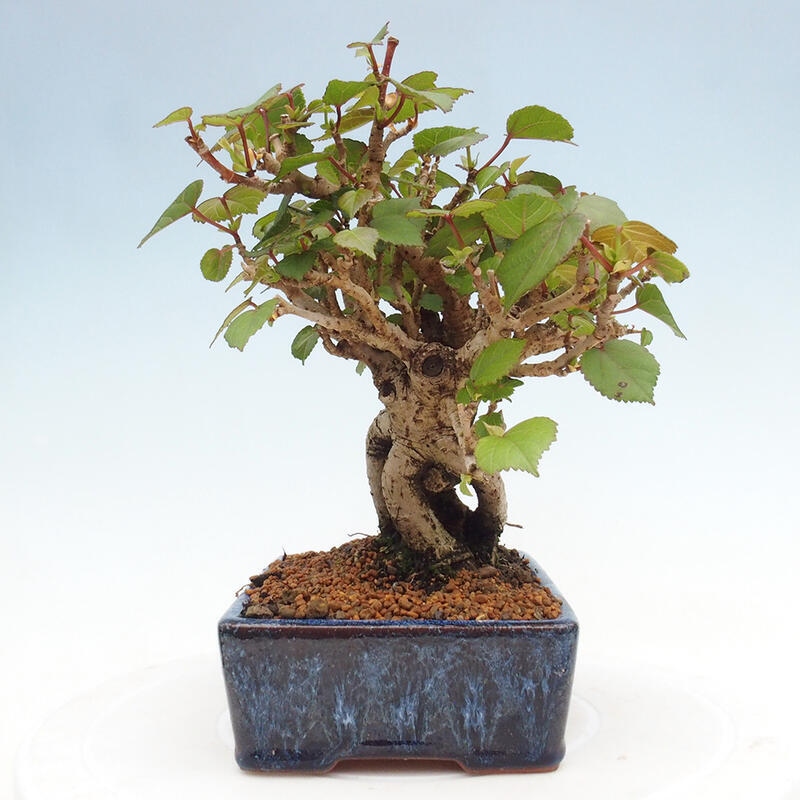 Pokojová bonsai - Hibiscus tiliaceus - Ibišek lípovitý, morský