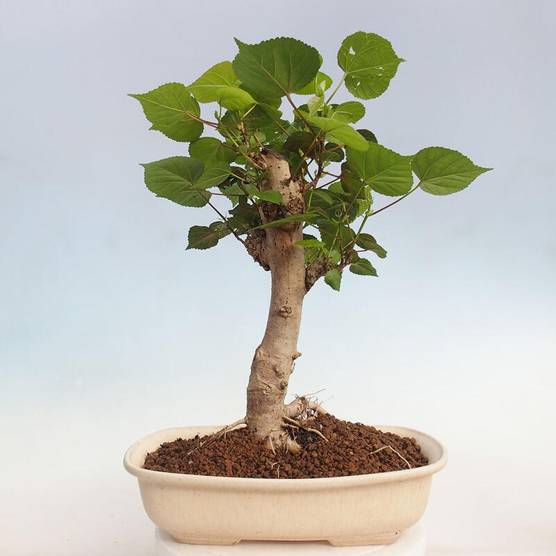 Pokojová bonsai - Hibiscus tiliaceus - Ibišek lípovitý, morský