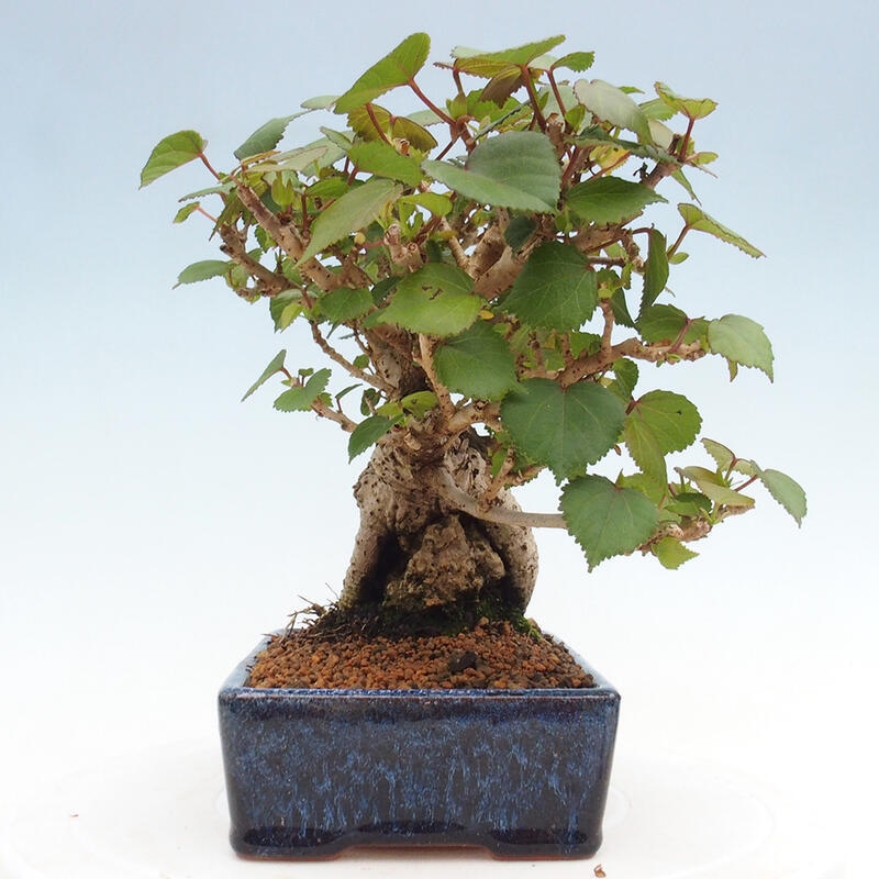 Pokojová bonsai - Hibiscus tiliaceus - Ibišek lípovitý, morský